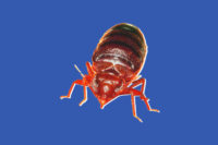 26-bedbug.w710.h473